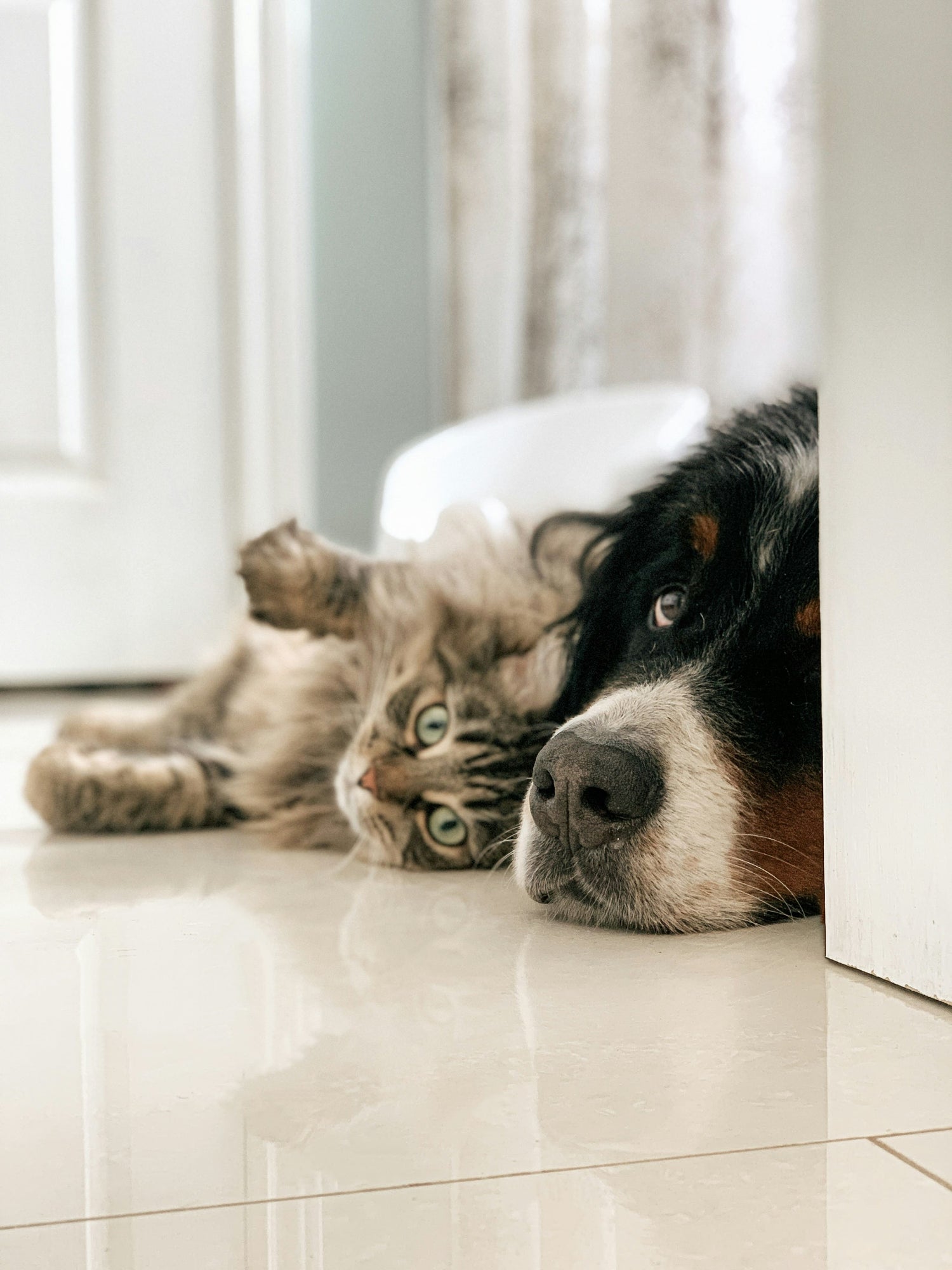 Pet Corner
